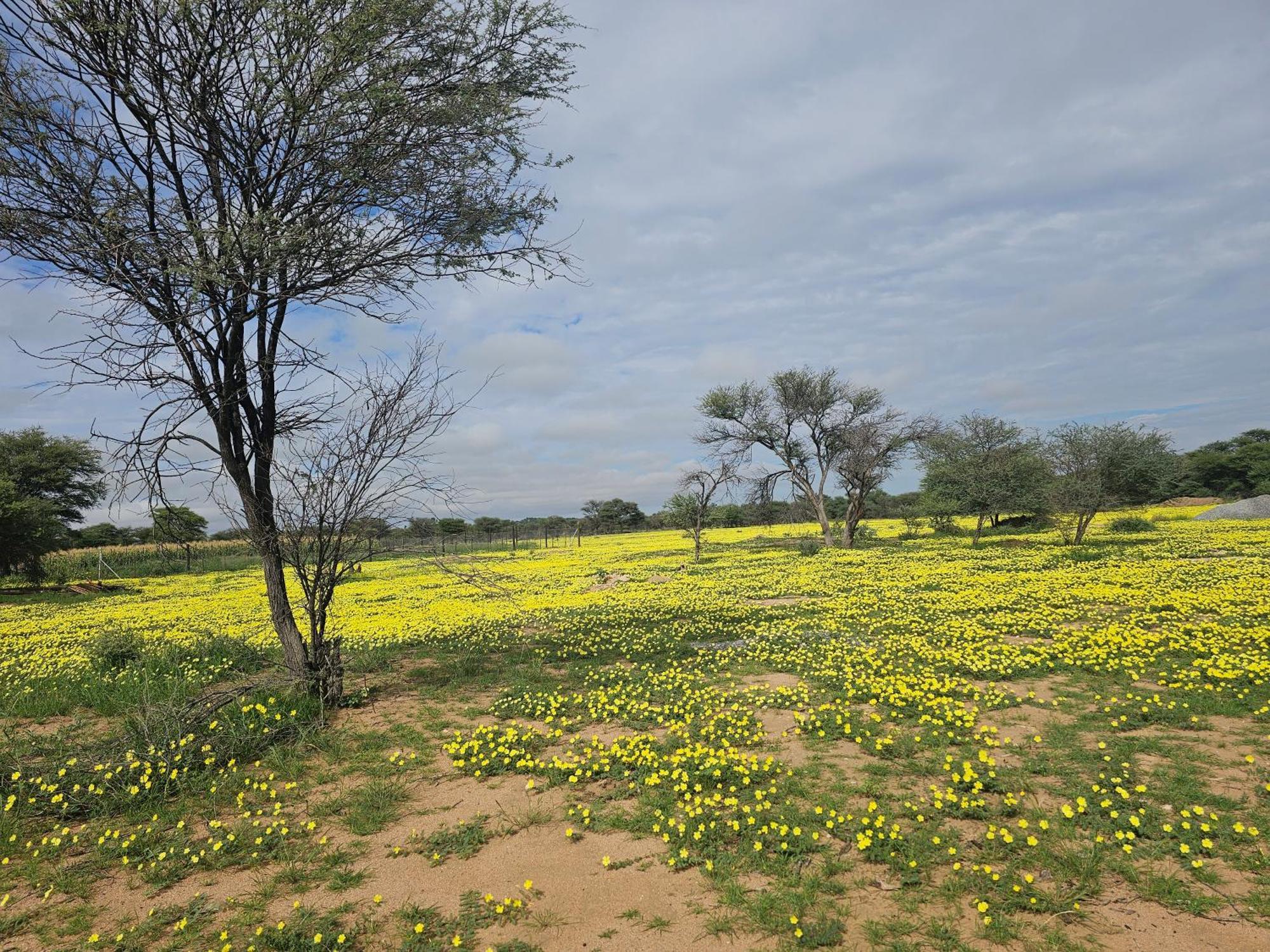 Kaoko Bush Lodge Kamanjab المظهر الخارجي الصورة